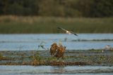 Bielik, Haliaetus albicilla i śmeszka, Larus ridibundus