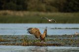 Bielik, Haliaetus albicilla i śmeszka, Larus ridibundus