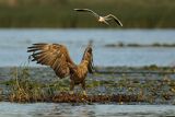 Bielik, Haliaetus albicilla i śmeszka, Larus ridibundus