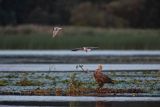 Bieliki, Haliaetus albicilla i śmeszka, Larus ridibundus