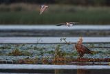 Bielik, Haliaetus albicilla i śmeszka, Larus ridibundus