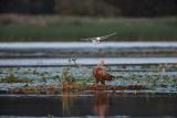 Bieliki, Haliaetus albicilla i śmeszka, Larus ridibundus