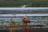 Bielik, Haliaetus albicilla i śmeszka, Larus ridibundus