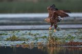 Bielik, Haliaetus albicilla, dorosły