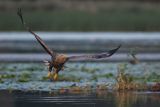 Bielik, Haliaetus albicilla, dorosły