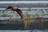 Bielik, Haliaetus albicilla, dorosły