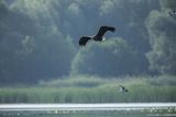 Bielik, Haliaetus albicilla i śmeszka, Larus ridibundus