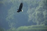 Bielik, Haliaetus albicilla i śmeszka, Larus ridibundus