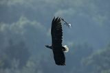 Bielik, Haliaetus albicilla i śmeszka, Larus ridibundus