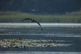 Bielik, Haliaetus albicilla i śmeszka, Larus ridibundus