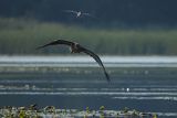 Bielik, Haliaetus albicilla i śmeszka, Larus ridibundus