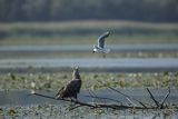 Bielik, Haliaetus albicilla i śmeszka, Larus ridibundus