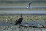 Bielik, Haliaetus albicilla i śmeszka, Larus ridibundus