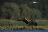 Bieliki, Haliaetus albicilla i śmeszka, Larus ridibundus