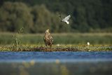 Bieliki, Haliaetus albicilla i śmeszka, Larus ridibundus