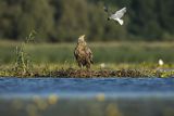 Bieliki, Haliaetus albicilla i śmeszka, Larus ridibundus