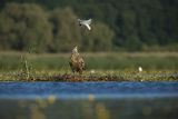 Bieliki, Haliaetus albicilla i śmeszka, Larus ridibundus