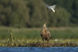 Bieliki, Haliaetus albicilla i śmeszka, Larus ridibundus