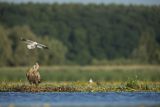 Bieliki, Haliaetus albicilla i śmeszka, Larus ridibundus