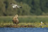 Bieliki, Haliaetus albicilla i śmeszka, Larus ridibundus