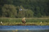 Bieliki, Haliaetus albicilla i śmeszka, Larus ridibundus