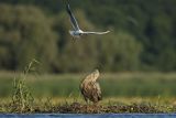 Bieliki, Haliaetus albicilla i śmeszka, Larus ridibundus