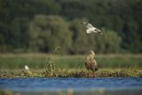 Bieliki, Haliaetus albicilla i śmeszka, Larus ridibundus