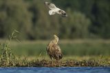 Bieliki, Haliaetus albicilla i śmeszka, Larus ridibundus