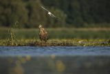 Bieliki, Haliaetus albicilla i śmeszka, Larus ridibundus