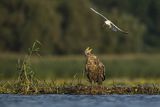 Bieliki, Haliaetus albicilla i śmeszka, Larus ridibundus