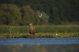 Bieliki, Haliaetus albicilla i śmeszka, Larus ridibundus