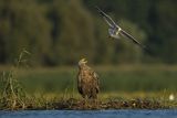 Bieliki, Haliaetus albicilla i śmieszka, Larus ridibundus