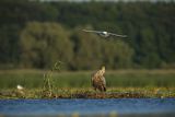 Bieliki, Haliaetus albicilla i śmeszka, Larus ridibundus