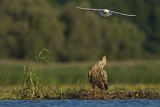 Bieliki, Haliaetus albicilla i śmeszka, Larus ridibundus