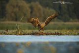 Bieliki, Haliaetus albicilla i śmeszka, Larus ridibundus