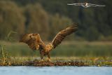 Bieliki, Haliaetus albicilla i śmeszka, Larus ridibundus