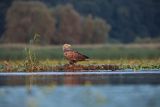 Bielik, Haliaetus albicilla