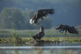 Bieliki, Haliaetus albicilla