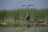 Bieliki, Haliaetus albicilla i śmeszka, Larus ridibundus