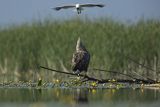 Bieliki, Haliaetus albicilla i śmeszka, Larus ridibundus