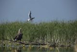 Bieliki, Haliaetus albicilla i śmeszka, Larus ridibundus