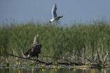 Bieliki, Haliaetus albicilla i śmeszka, Larus ridibundus