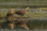 Bieliki, Haliaetus albicilla