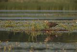 Bielik, Haliaetus albicilla