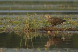 Bielik, Haliaetus albicilla