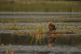 Bielik, Haliaetus albicilla