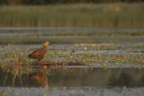 Bielik, Haliaetus albicilla