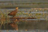 Bielik, Haliaetus albicilla