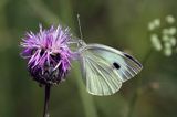 Bielinek kapustnik, Pieris brassicae