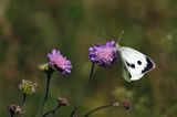 Bielinek kapustnik, Pieris brassicae